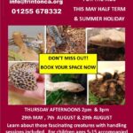Children’s exotic animal encounter event in Frinton-on-Sea featuring reptiles and insects